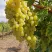 Виноград КРАСА СЕВЕРА (ОЛЬГА) в Кургане