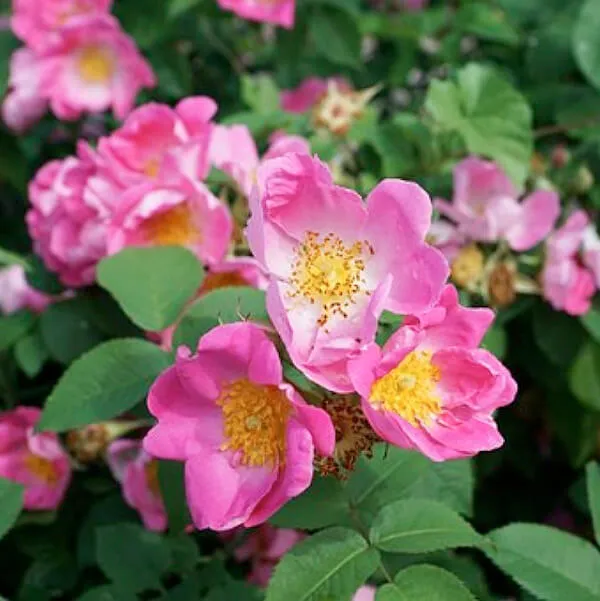 саженцы шиповника