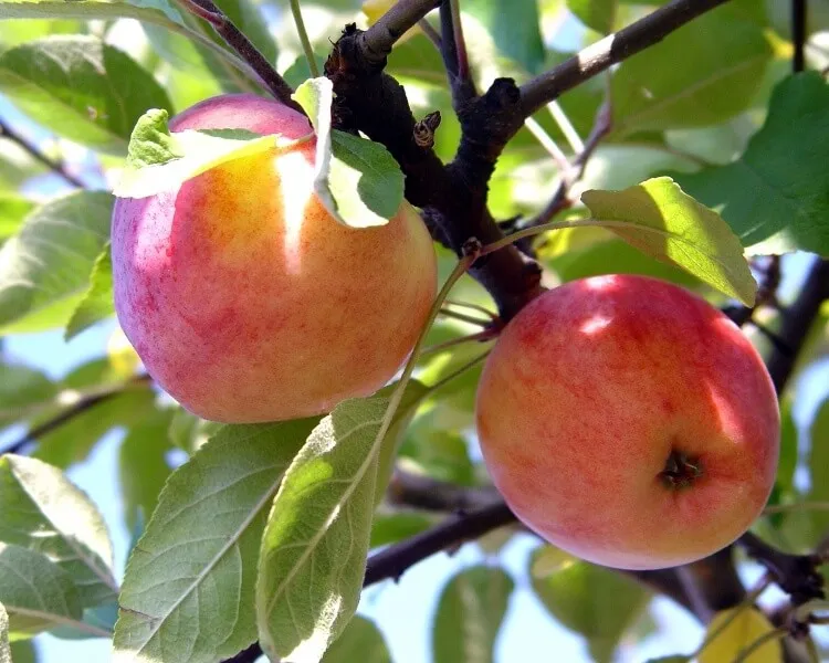 саженцы яблони