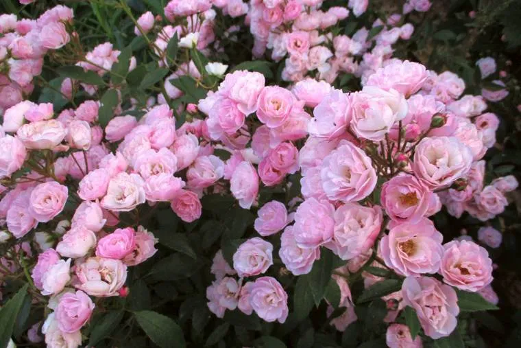 Новинки саженцев мускусной розы! Новинки саженцев мускусной розы!