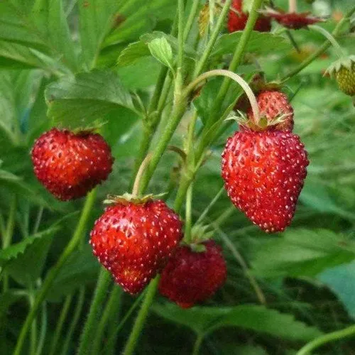 Земляника АЛЬПИЙСКАЯ в Кургане