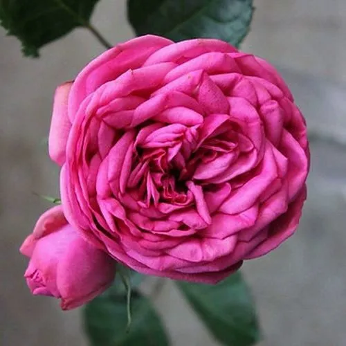 Саженцы роз ПИНК ПИАНО чайно-гибридная  Саженцы роз ПИНК ПИАНО чайно-гибридная в Кургане