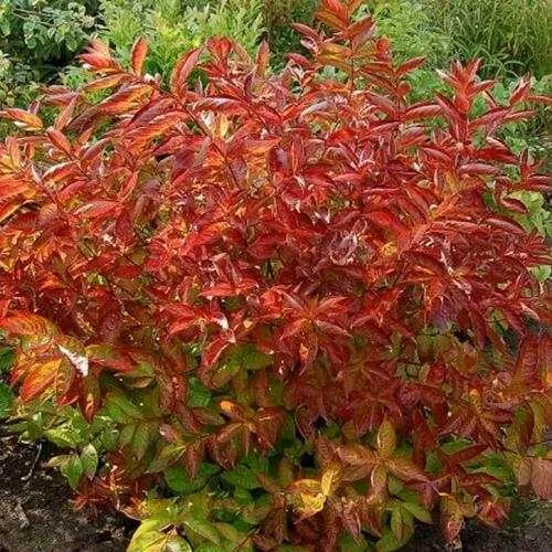 Вейгела ОГНЕННЫЕ КРЫЛЬЯ  Вейгела ОГНЕННЫЕ КРЫЛЬЯ в Кургане