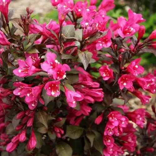 Вейгела БЛЭК РУБИ  Вейгела БЛЭК РУБИ в Кургане