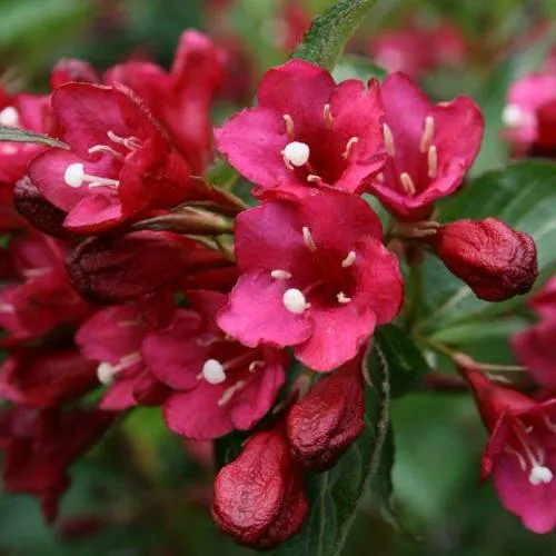 Вейгела ЕВА РАТКЕ  Вейгела ЕВА РАТКЕ в Кургане