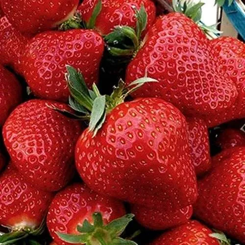 Клубника КЛЕРИ в Кургане