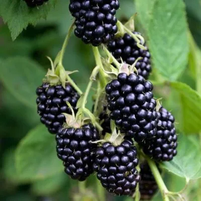 Ремонтантная  Ремонтантная в Кургане