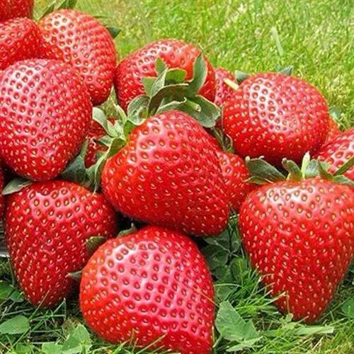 Клубника ЭЛИАНЕ в Кургане