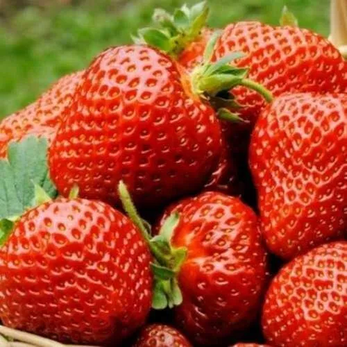 Клубника ФЛОРЕНС в Кургане