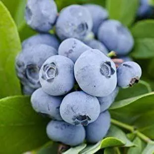 Ранние сорта в Кургане