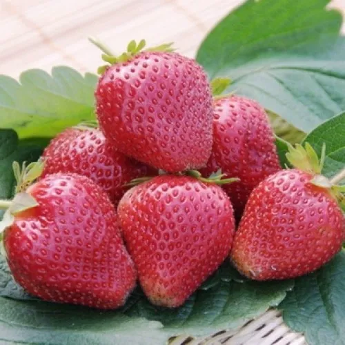 Клубника ВИМА КСИМА в Кургане