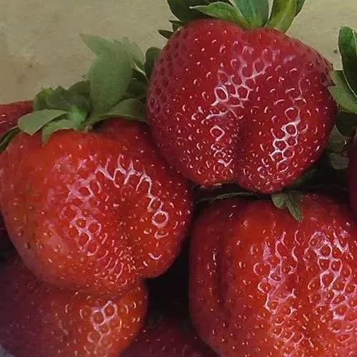 Клубника ДЕСТЕНИ в Кургане