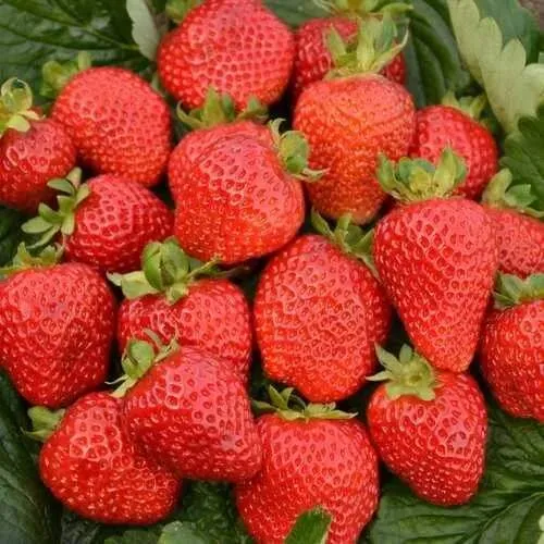 Клубника САН АНДРЕАС ремонтантная в Кургане