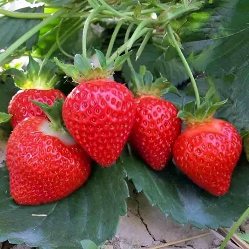 Клубника ТЕА в Кургане