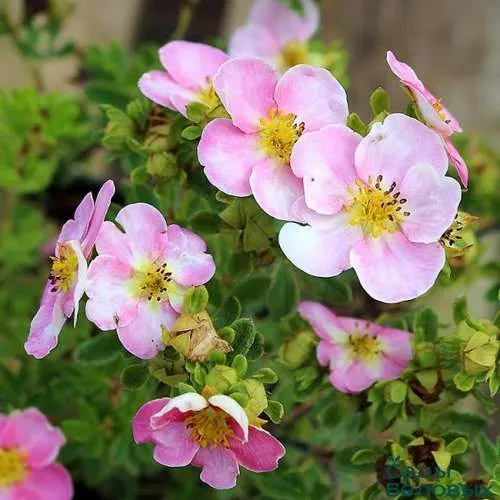 Лапчатка НЬЮ ДАУН кустарниковая  Лапчатка НЬЮ ДАУН кустарниковая в Кургане