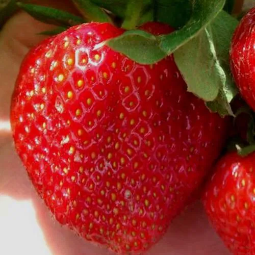 Клубника МАГНУС в Кургане