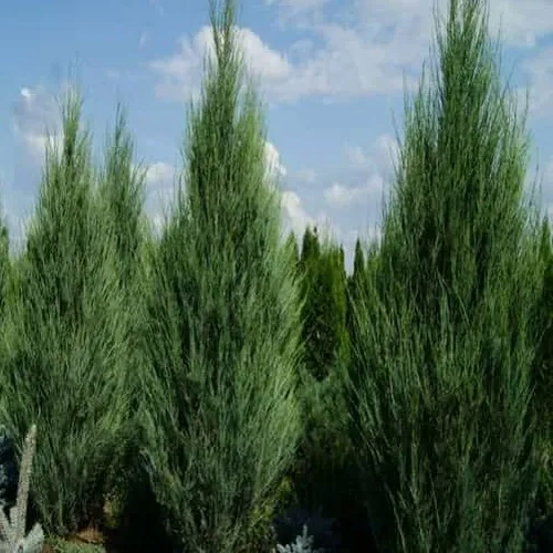 Можжевельник СКАЙРОКЕТ скальный  Можжевельник СКАЙРОКЕТ скальный в Кургане