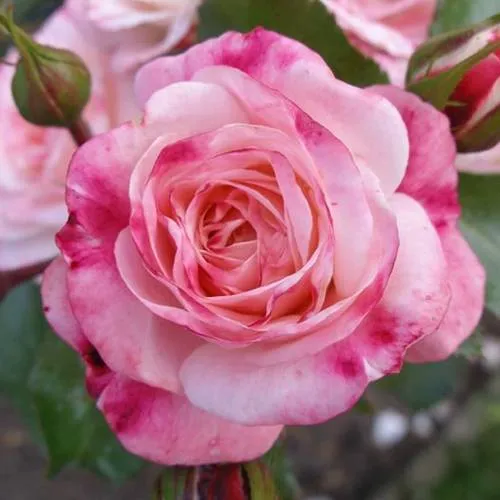 Саженцы роз РОЗЕНШТАДТ ФРАЙЗИНГ шраб  Саженцы роз РОЗЕНШТАДТ ФРАЙЗИНГ шраб в Кургане