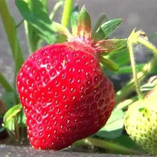 Клубника ХОНЕЙ в Кургане