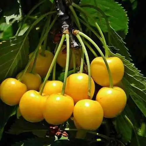 Черешня ЧЕРМАШНАЯ  Черешня ЧЕРМАШНАЯ в Кургане