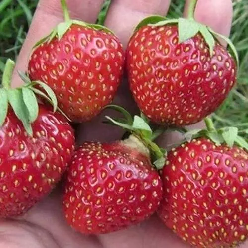 Клубника ВИМА ЗАНТА в Кургане