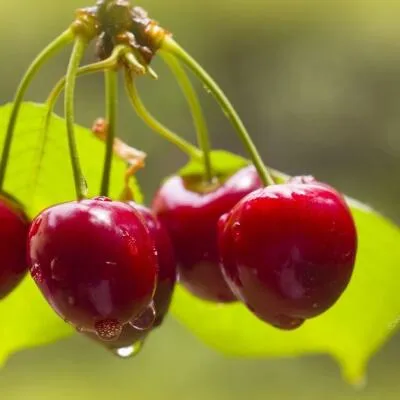 Черешня СИНЯВСКАЯ  Черешня СИНЯВСКАЯ в Кургане