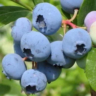 Поздние сорта в Кургане