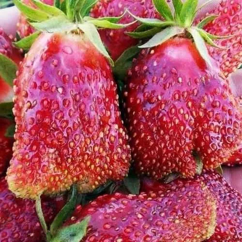 Клубника КУПЧИХА в Кургане