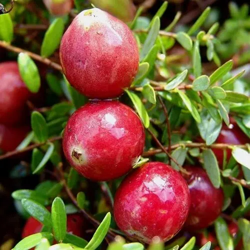 Клюква СТИВЕНС  Клюква СТИВЕНС в Кургане