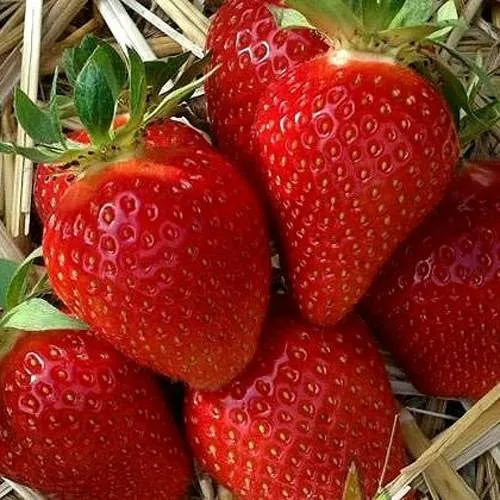 Клубника СИБИЛЛА в Кургане