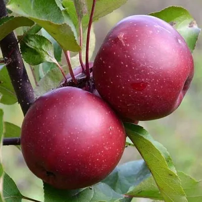 Красномясая в Кургане