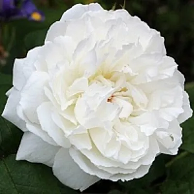 Саженцы роз ВИНЧЕСТЕР КАФЕДРАЛ английская  Саженцы роз ВИНЧЕСТЕР КАФЕДРАЛ английская в Кургане