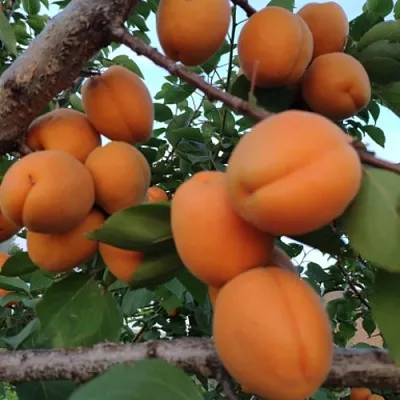 Абрикос ГОЛД РИЧ в Кургане