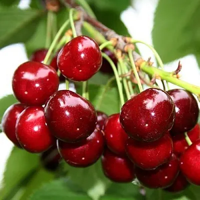 Черешня МИНЧАНКА  Черешня МИНЧАНКА в Кургане