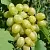 Виноград