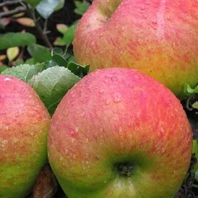 Яблоня ЯБЛОЧНЫЙ СПАС  Яблоня ЯБЛОЧНЫЙ СПАС в Кургане