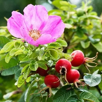 Шиповник   Шиповник  в Кургане