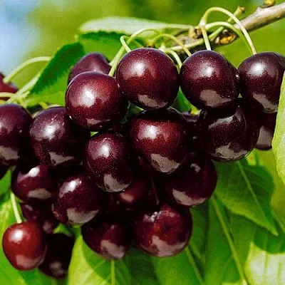 Черешня ВИТЯЗЬ  Черешня ВИТЯЗЬ в Кургане