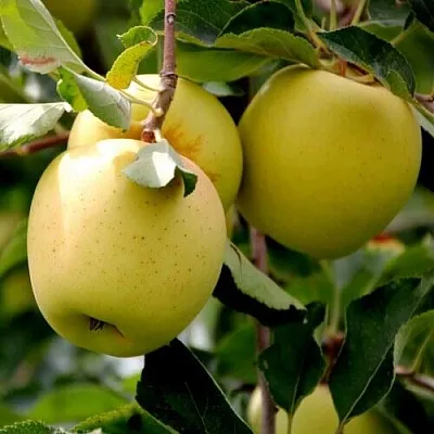 Яблоня ГОЛДЕН ВЛАДИМИРСКИЙ  Яблоня ГОЛДЕН ВЛАДИМИРСКИЙ в Кургане