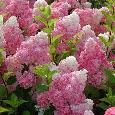 Гортензия МЕЛЬБА ФРАЙЗ метельчатая  Гортензия МЕЛЬБА ФРАЙЗ метельчатая в Кургане