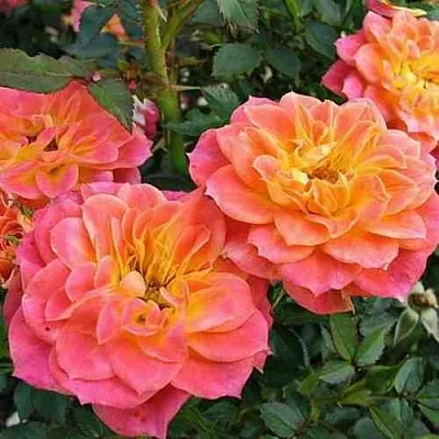 Саженцы роз МАНДАРИН миниатюрная  Саженцы роз МАНДАРИН миниатюрная в Кургане