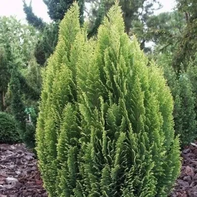 Кипарисовик ЭЛВУДИ ЭМПАЙР лавсана — описание сорта Кипарисовик ЭЛВУДИ ЭМПАЙР лавсана в Кургане