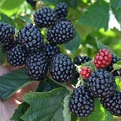 Ежевика ПОЛАР бесшипная  Ежевика ПОЛАР бесшипная в Кургане