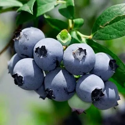 Голубика СИЕРРА  Голубика СИЕРРА в Кургане