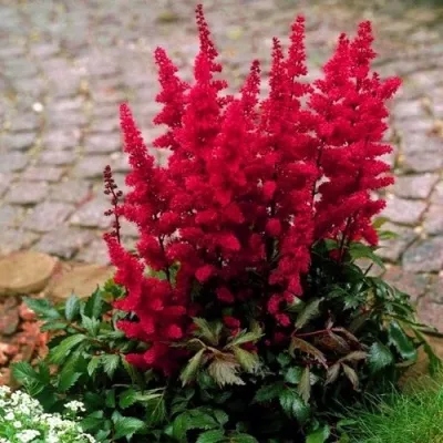 Астильба ГЛАТ Арендса в Кургане