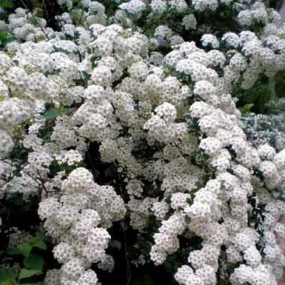 Спирея ВАНГУТТА  Спирея ВАНГУТТА в Кургане