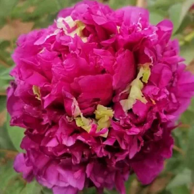 Пион ПОЛЕТ ЛАСТОЧКИ древовидный в Кургане