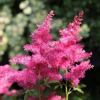 Астильба САННИ ДЕЙ гибридная в Кургане