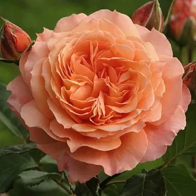 Саженцы роз БЕЛЬВЕДЕР шраб  Саженцы роз БЕЛЬВЕДЕР шраб в Кургане