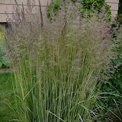 Вейник АВАЛАНШ остроцветковый в Кургане